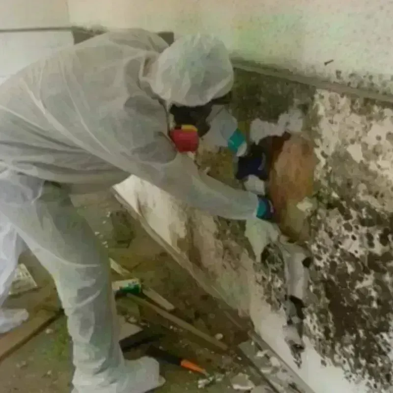 Mold Remediation and Removal in La Huerta, NM